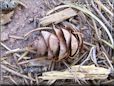 pine cone