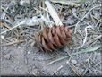 pine cone