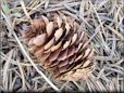 pine cone