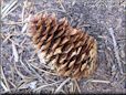 pine cone
