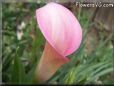pink white calla lily flower