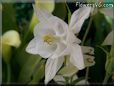 white columbine flower