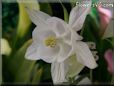 white columbine flower