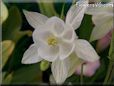 white columbine flower