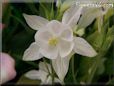 white columbine flower