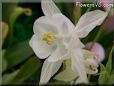 white columbine flower