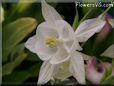 white columbine flower