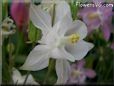 white columbine flower