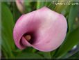 pink pink calla lily  pictures