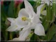 white columbine flower