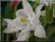 white columbine flower