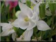 white columbine flower
