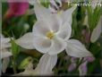 white columbine flower