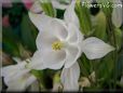 white columbine flower