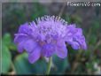 pincushion flower
