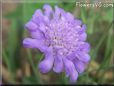 pincushion flower