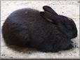 black rabbit