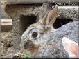 big gray rabbit