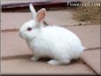 young white bunny rabbit pictures