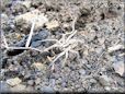 wolf spider