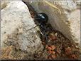 black widow picture