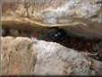 black widow spider photo