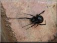 black widow spider wallpaper