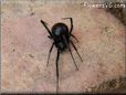 black widow spider pic