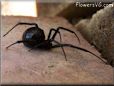 black widow spider picture