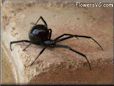 black widow spider picture