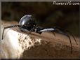 black widow spider picture