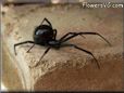 black widow spider picture