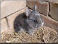 grey baby rabbit