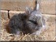 grey baby rabbit
