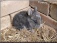 grey baby rabbit