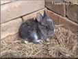 grey baby rabbit