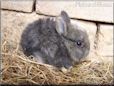 grey baby rabbit