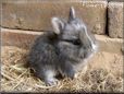 cute baby grey bunny rabbit pictures