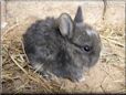 grey baby rabbit