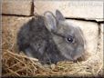 grey baby rabbit