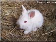 baby white rabbit