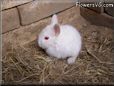 baby white rabbit