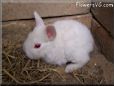 baby white rabbit