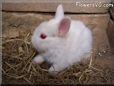 baby white rabbit