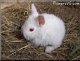 baby white rabbit
