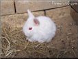 baby white rabbit