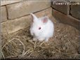 baby white rabbit