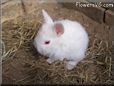 baby white rabbit