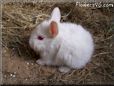 baby white rabbit