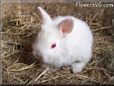 baby white rabbit
